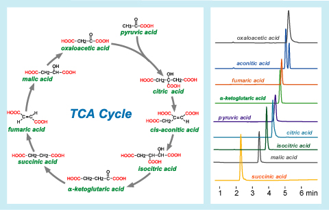 TCA cycle compounds LC-MS analysis
