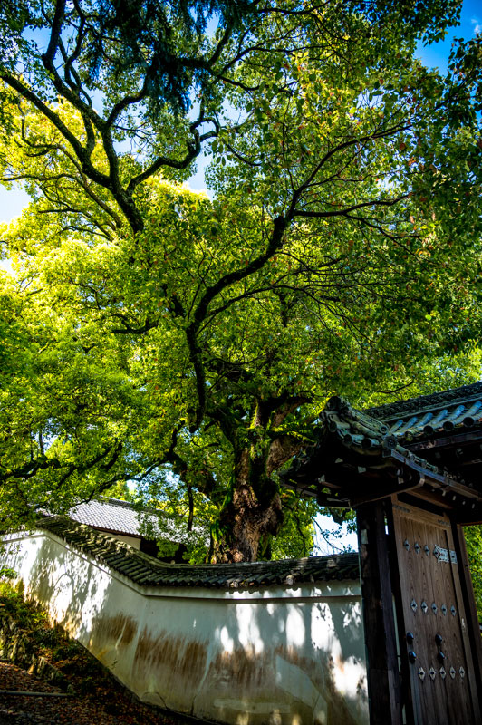 beautiful kyoto photo by aki