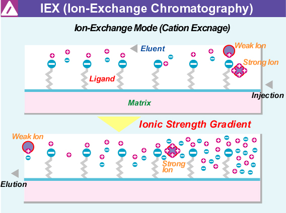 Ion Exchange Theory